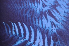Bernadette-cyanotype-tout-bleu