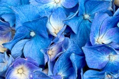 Pascale-Bleu-2