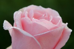Ophélia-rose-rosé-rose