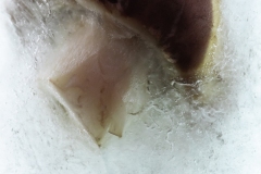 Alletru-Pascale-champignons-2-apres