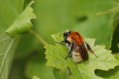 Chevalier-Bernadette-abeille