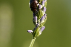 Mace-Karine-insecte1