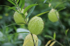 Vallee-C-Ile-Maurice-plante-Arghel-ou-Asclepias-Fructicosa-fruit