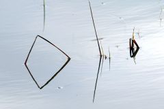 HASCOET-Jean-Yves-reflets-dans-le-marais