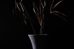 Fabien-_1-Absence-DECARNATION