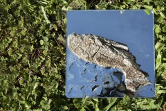 Elisa-2-thème-écorce-écorce-flottée-encadrée-petit-poisson-deviendra-grand