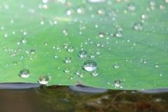 Christophe-Sous-la-pluie-3