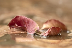 Elisa-Sous-la-pluie-Après-la-pluie