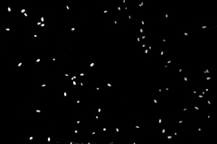 Fabien-Sous-la-pluie-Vive-les-mariés-