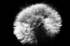Fabien-Printemps1