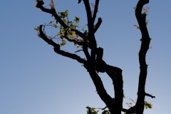 Fabien-Printemps2