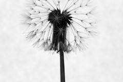 Fabien-Printemps3