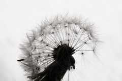 Fabien-Printemps5