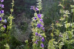 Jean-Yves.fleur-du-jardin-en-contrejour